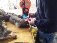 fleshing and salting